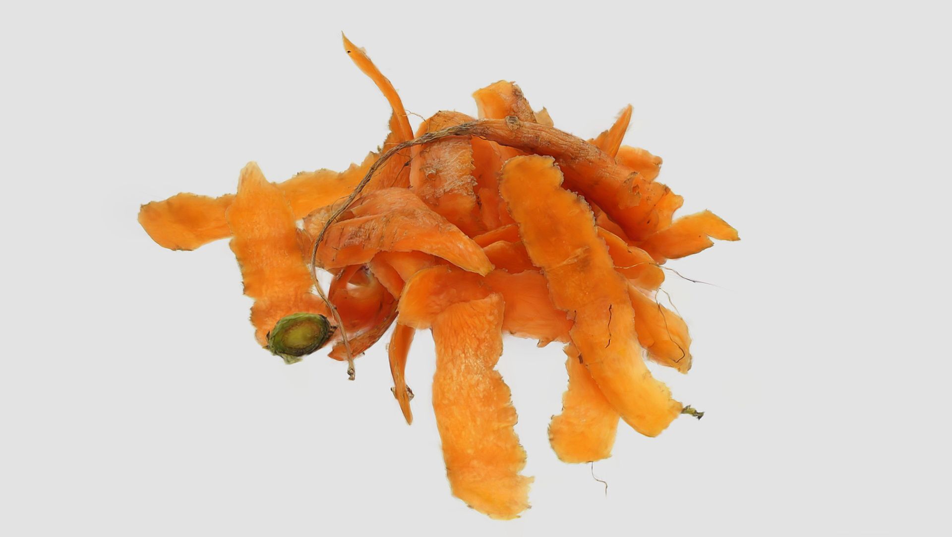 Meiko-Splatting Meiko-Splatting