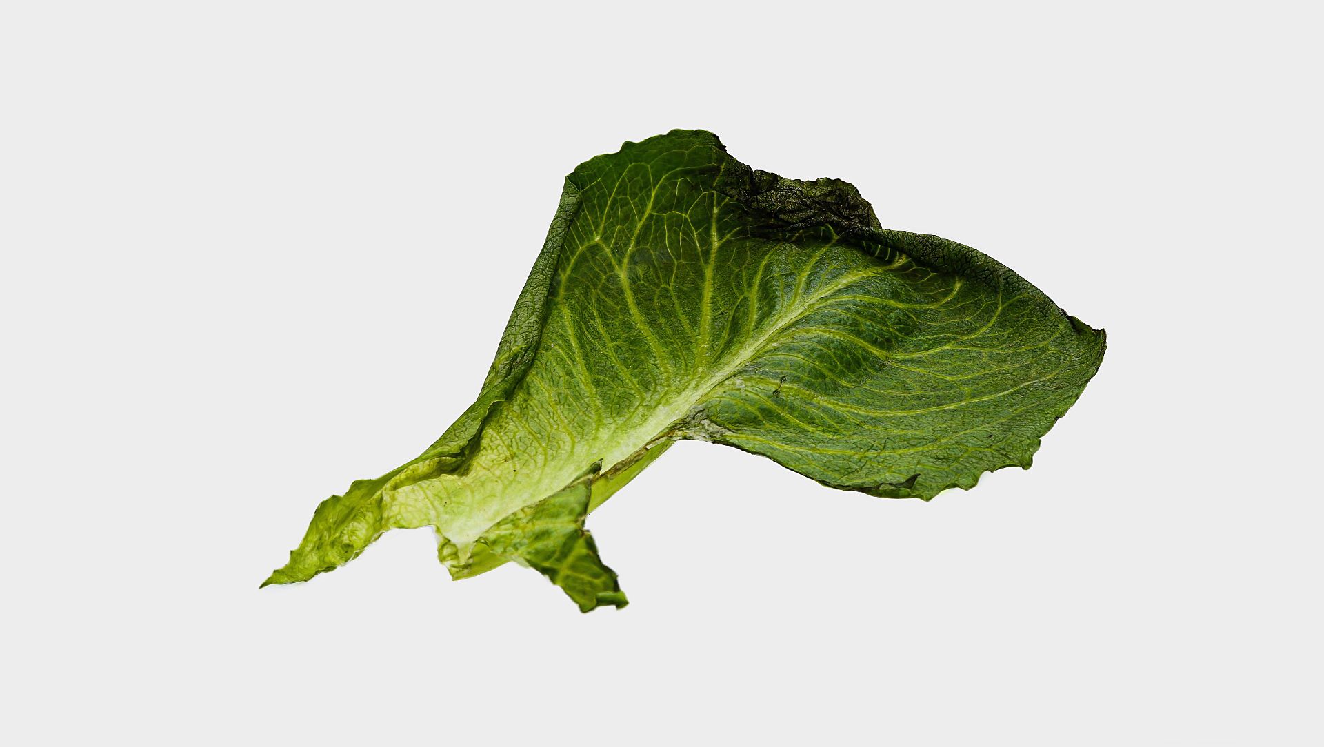 Meiko-Splatting Meiko-Splatting